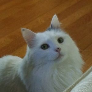 Meet your Posher, Beatrice